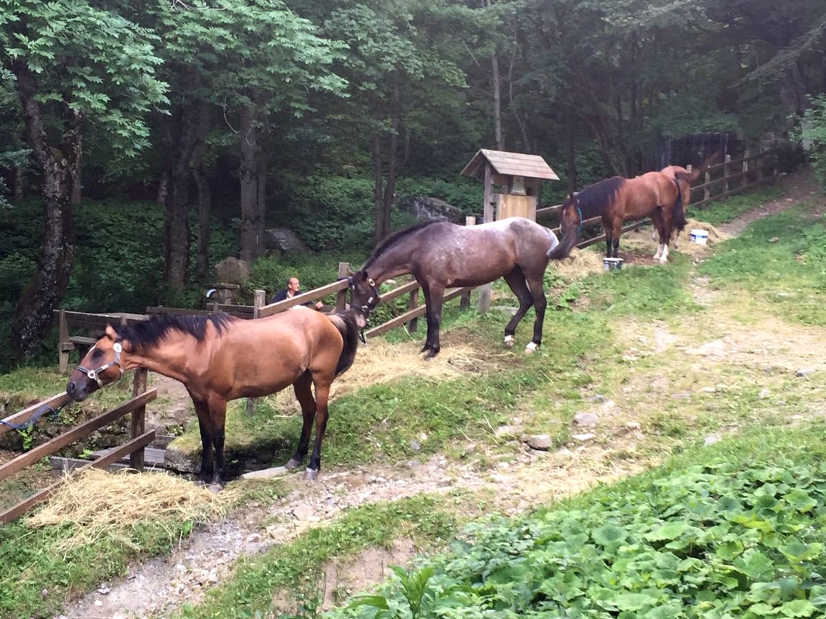 mountain bike, cavalli, tiro con l'arco, escursioni e sentieri al rifugio rio re